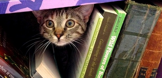 Looking for books by Ann Arbor Authors